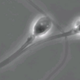 Illustration for article titled Chemically Freezing Sperm Tails Could Be the Key to a Reversible Male Contraceptive
